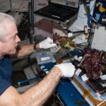 Astronauts at ISS cultivated Earth-like lettuce in the space