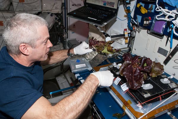 Astronauts at ISS cultivated Earth-like lettuce in the space